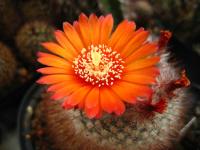 Thumbnail of 9999_Parodia sanguiniflora_20110605.jpg